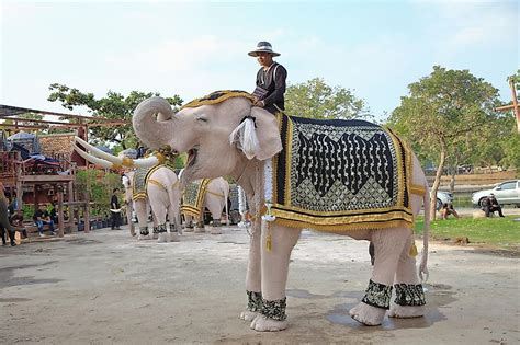 white elephant country